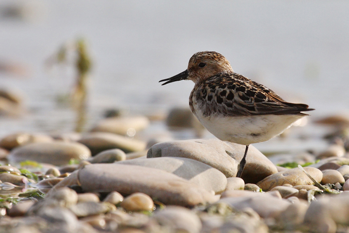 Comportamento limicoli